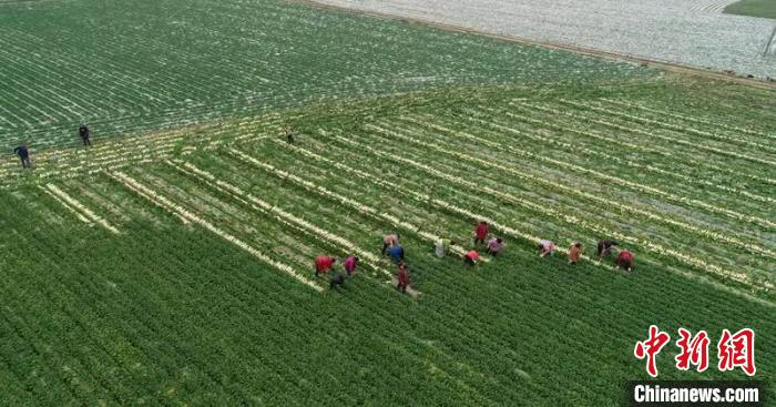 蔬菜基地工人正抢抓农时采收萝卜。　 彭圣洲 摄