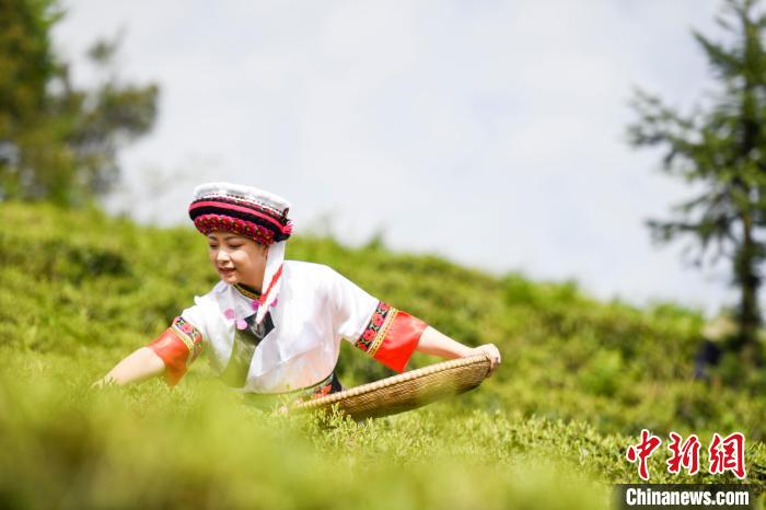 湖南桑植白茶进入春茶采摘季白族村民采茶忙