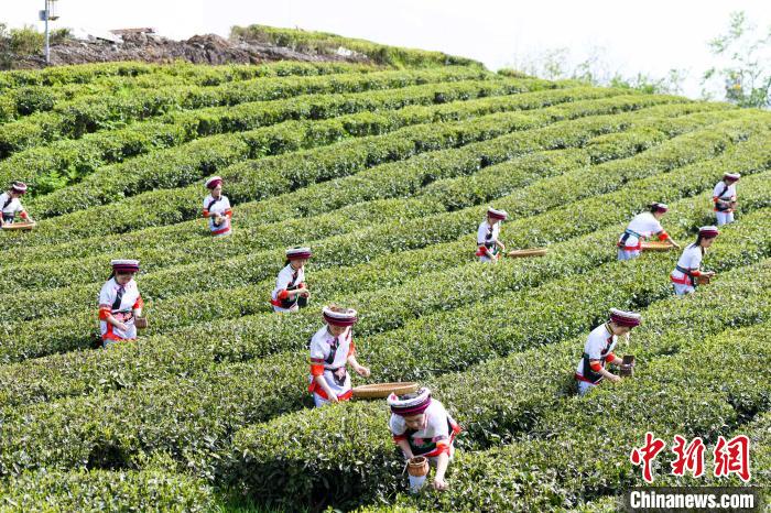 众多白族村民身着民族服饰走进茶园采摘。　杨华峰 摄