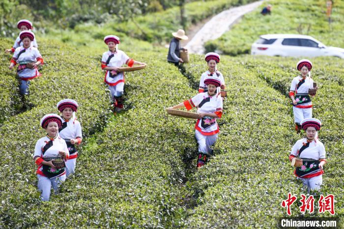 白族村民走进茶园采摘。　杨华峰 摄