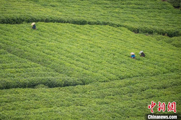 茶农采摘谷雨茶。　唐哲 摄