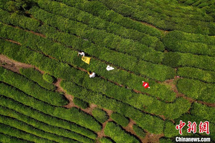 茶农正在采摘新鲜茶叶。　唐哲 摄