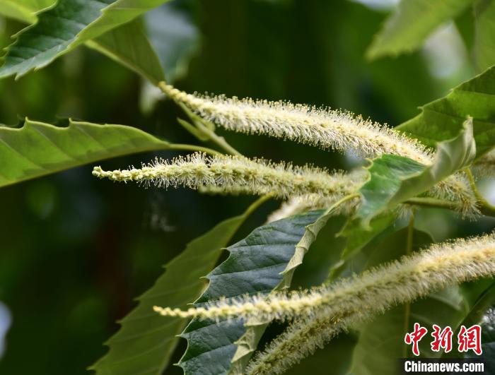 毛茸茸的栗花。　郝云崎 摄