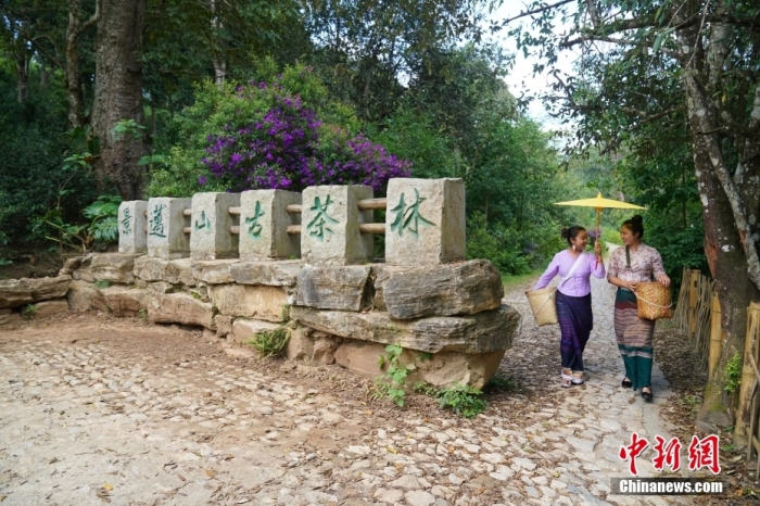 普洱景迈山古茶林文化景观位于中国云南省普洱市澜沧拉祜族自治县惠民镇。<a target='_blank' href='/' _fcksavedurl='/'><p  align=