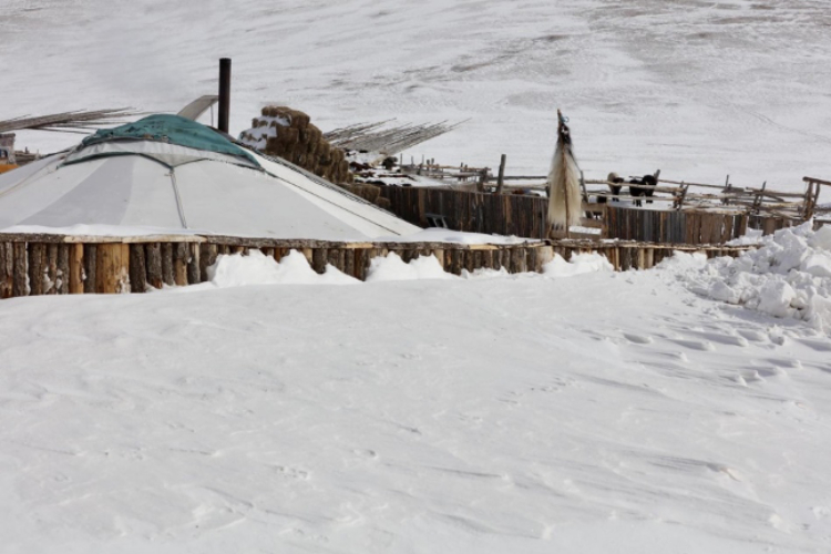 蒙古国近日发生雪灾。图片来源：蒙政府网站
