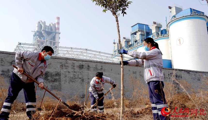 邢台金隅职工在石邢公路沿线植树。 宋继昌摄