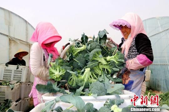 临泽县蓼泉镇湾子村种植基地里丰收的西蓝花。　赵学荣 摄