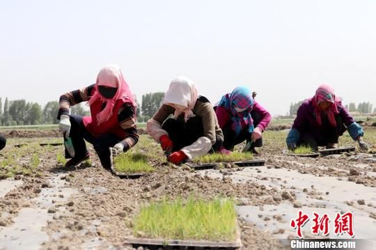 图为农民正在栽种苗。　赵学荣 摄