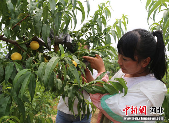 图为秦皇岛市抚宁区“首届黄桃文化节”开幕。 许慧敏 摄