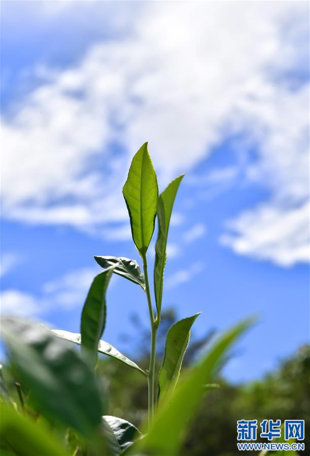 （新华视界）（4）茶香墨脱