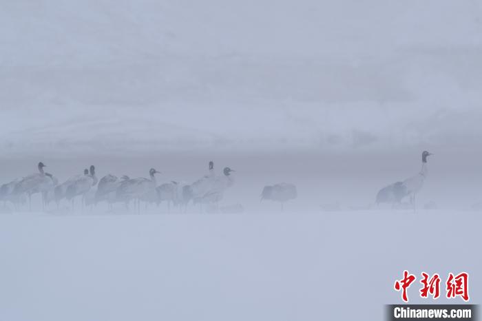 超美！黑颈鹤雪中嬉戏“翩翩起舞”