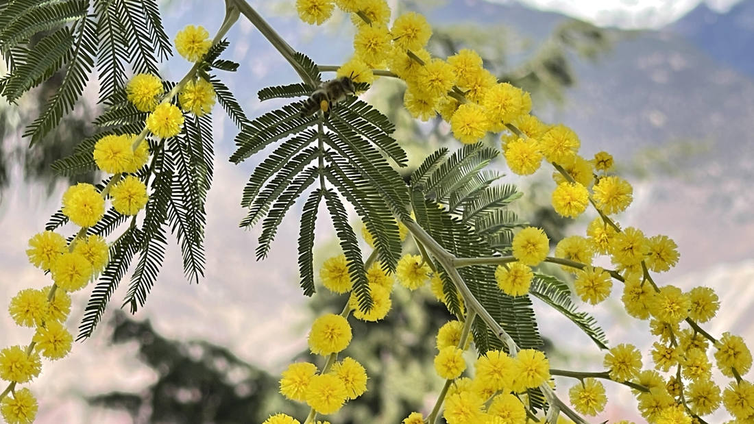 蜜蜂在金合欢花枝上休憩。