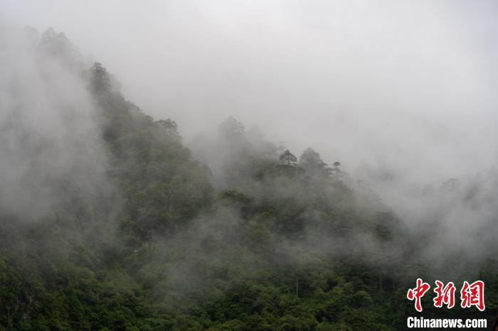 雨后勒布沟的云雾。　江飞波 摄