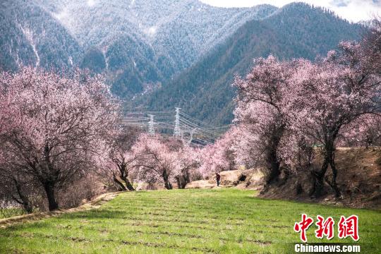 高原桃花盛开西藏林芝将迎旅游小高峰