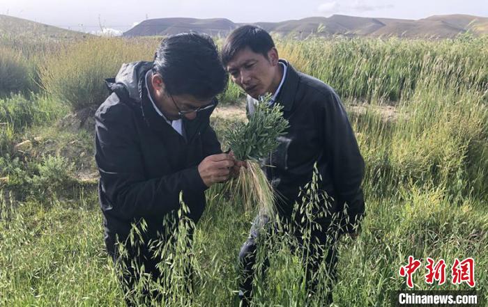 图为尼玛扎西(左)在青稞种植地调研(资料图)。西藏农科院 供图