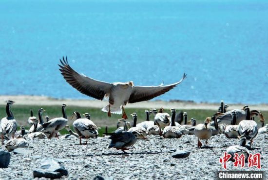 图为青海湿地生态。(资料图) 谈林明 摄