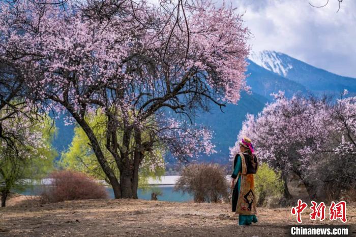 西藏林芝桃花。　林芝市旅游发展局 供图