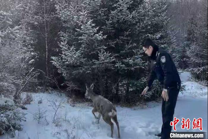 青海大通森林警察救助两只野生动物