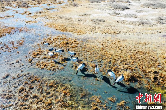 图为黑颈鹤在湿地中觅食。　卡美燕 摄