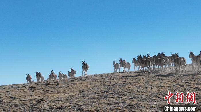 图为一群西藏野驴在奔跑。　武雪峰 摄