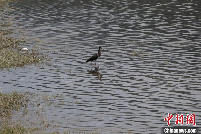 青海南门峡：国家一级保护动物黑鹳时隔两年重返旧巢