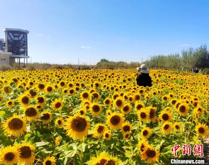 图为格尔木境内的向日葵花海。　格尔木融媒体中心供图