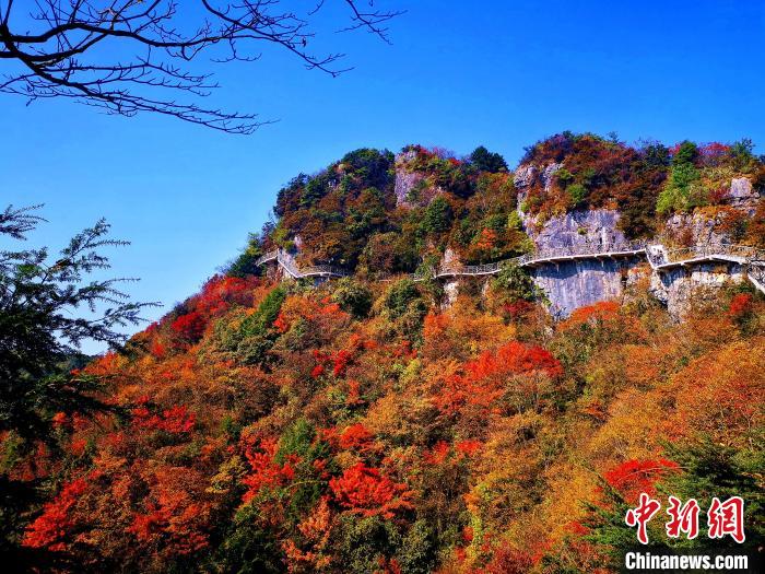 巴山大峡谷漫天红叶。　张平 摄