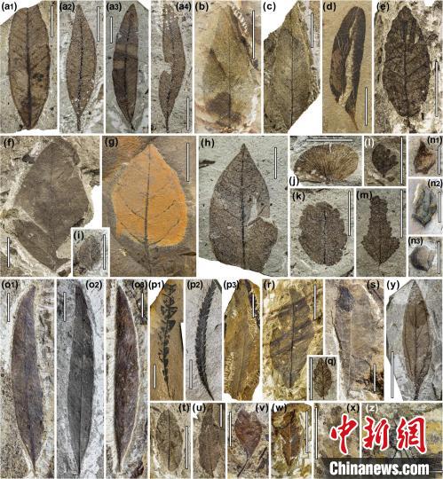 中始新世热鲁化石植物群(4500万–4000万年前)。　中科院青藏高原所 供图