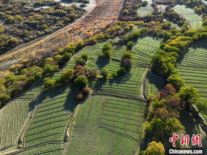 图为11月8日，雅鲁藏布江畔的高原梯田。　董志雄 摄