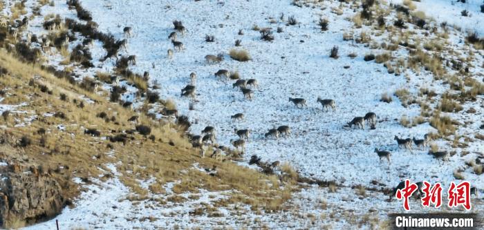 青海都兰：近百只岩羊和马鹿集体觅食