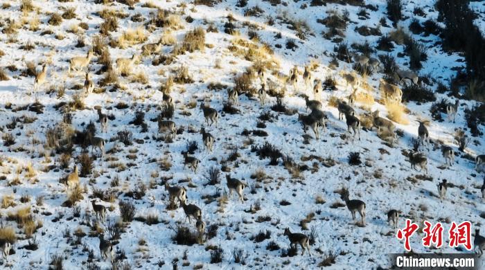 图为岩羊和马鹿在山坡上休憩。　都兰县融媒体中心 供图
