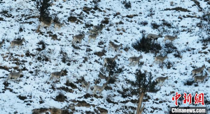 图为岩羊和马鹿在山坡上集体觅食。　都兰县融媒体中心 供图
