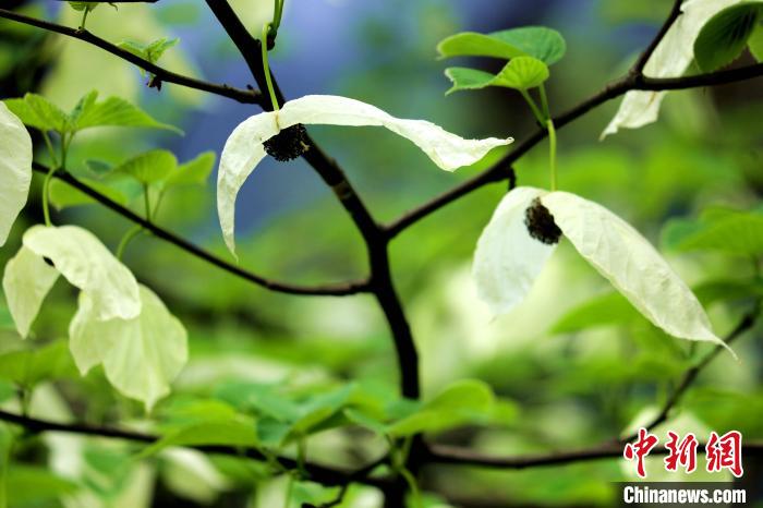 两片洁白的花瓣随风摇曳就像飞翔的白鸽。　吕杨 摄