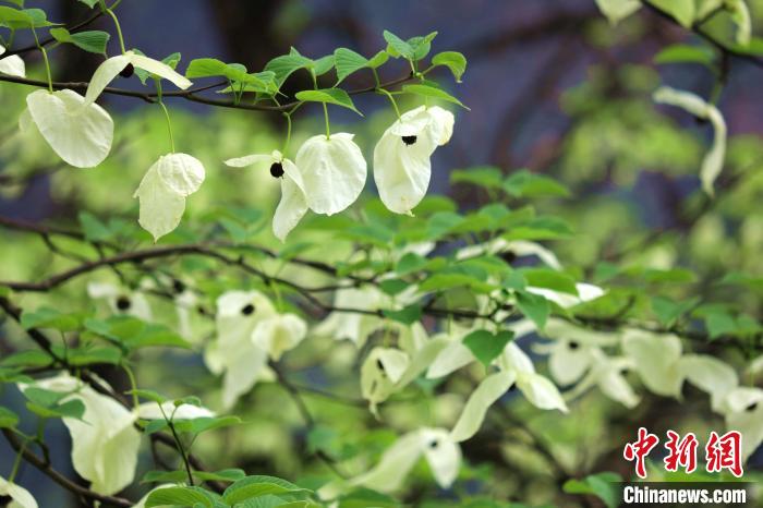 珙桐树开出洁白的花朵。　吕杨 摄