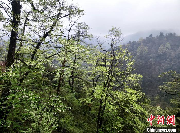 珙桐花朵洁白素雅，与青山雨雾融为一体。　吕杨 摄