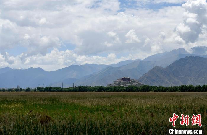 图为拉萨拉鲁湿地。　李林 摄