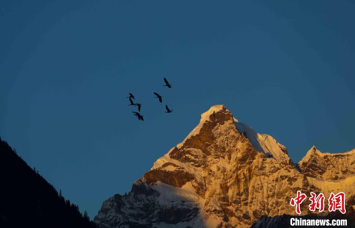 西藏林芝巴松措景区迎“高原精灵”黑颈鹤越冬