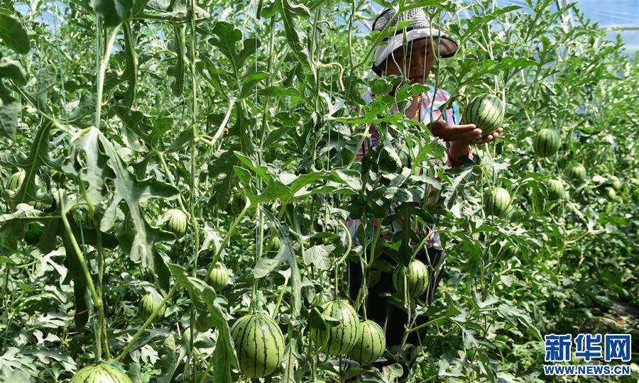 （脱贫攻坚）（1）西藏白朗：蔬菜种植合作社助力农民增收