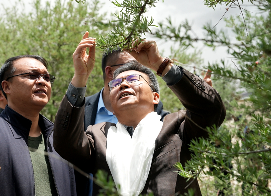 农业专家在江孜沙棘种植基地查看枝条长势。徐驭尧摄