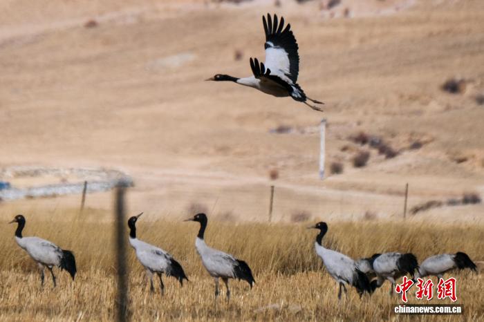 （新春走基层）西藏林周：鹤舞高原迎新春