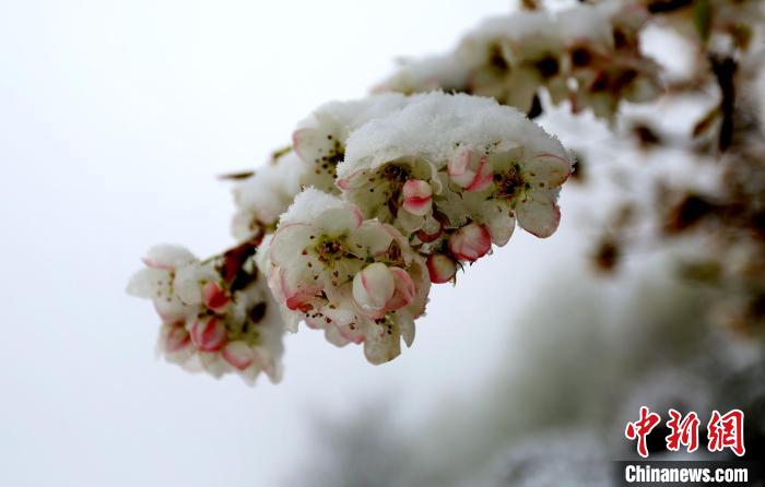 花儿被冰雪覆盖。　李永安 　摄