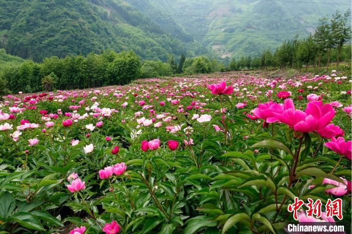 平武县黄羊关藏族乡700多亩芍药花迎来盛花期。　胡宇 摄