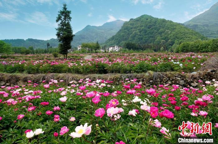 平武县黄羊关藏族乡700多亩芍药花迎来盛花期。　胡宇 摄