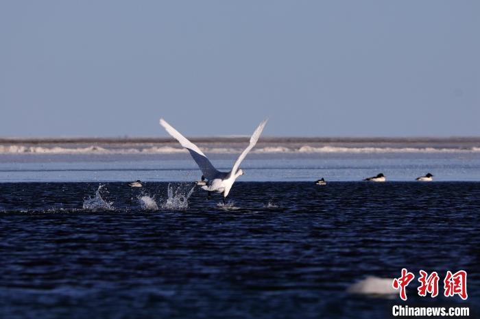 图为一只大天鹅在湖面振翅。　马怡睿 摄