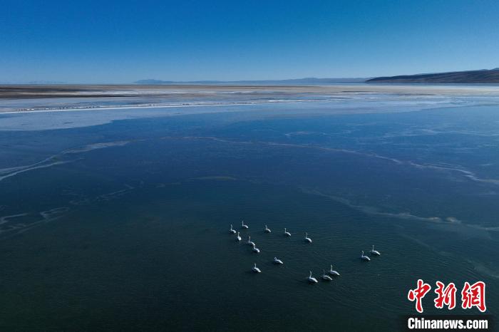 图为一群大天鹅在湖面游弋。　马怡睿 摄