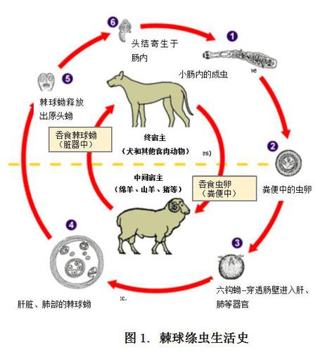 西藏昌都:用"互联网 "推动包虫病综合防治