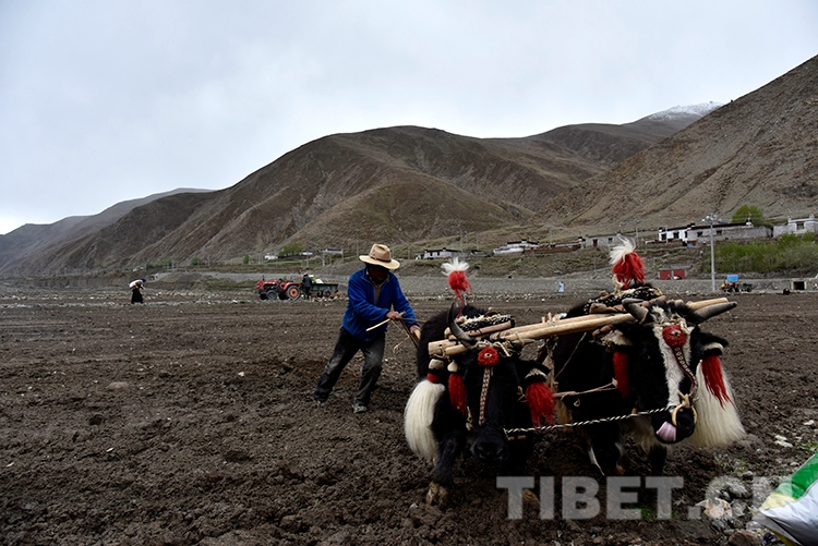 改荒滩办产业精准扶贫路这家西藏民营企业走得不一样