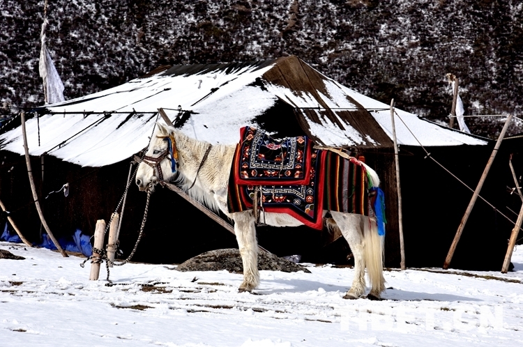 图为清晨被积雪覆盖的黑帐篷.