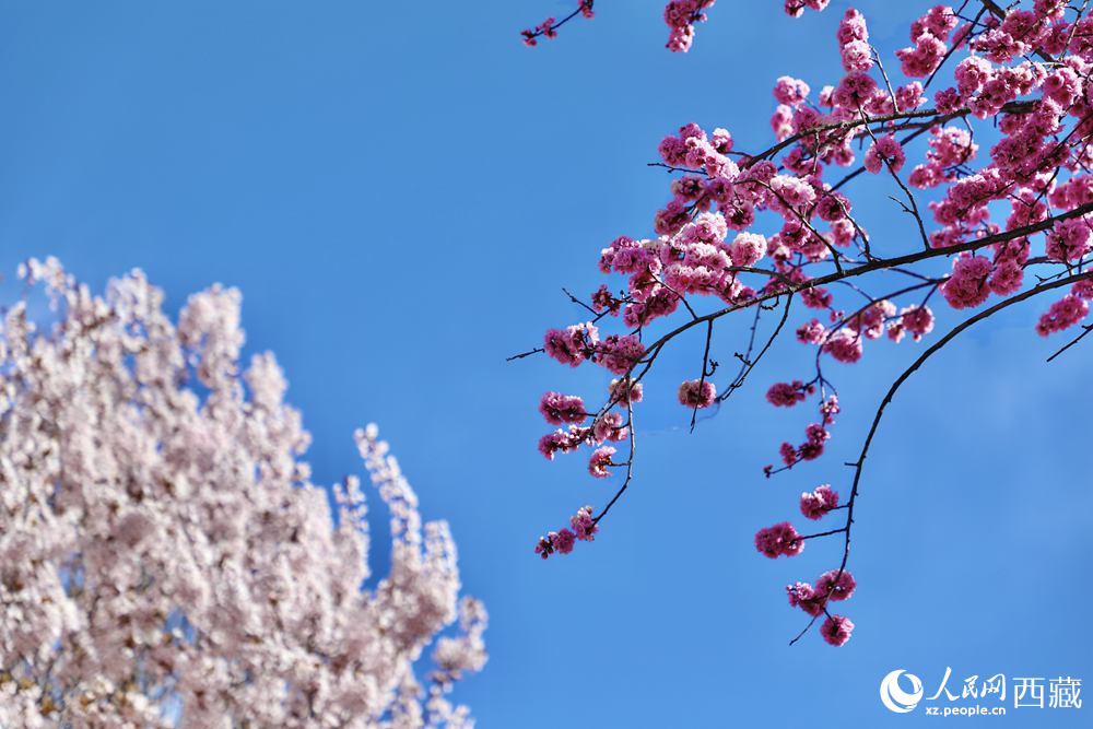 拉萨，蓝天白云映衬下的桃花。人民网记者 次仁罗布摄