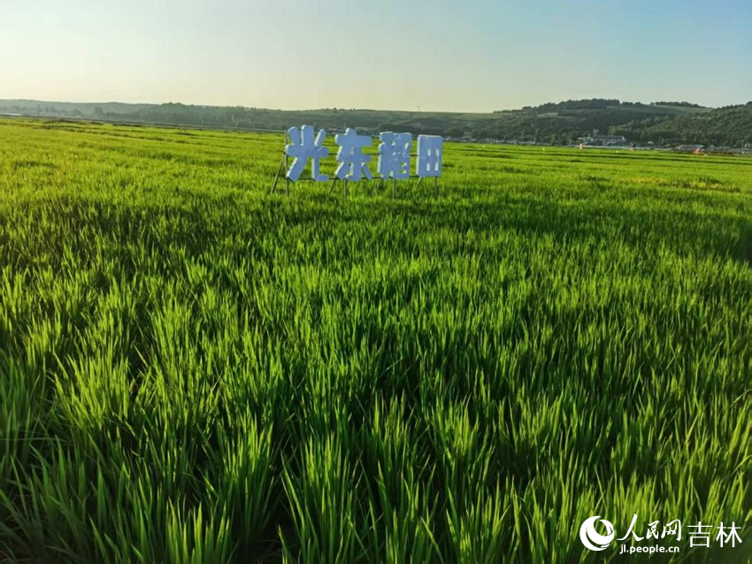 光东村稻田风景美如画（资料图片）。人民网记者 王海跃摄